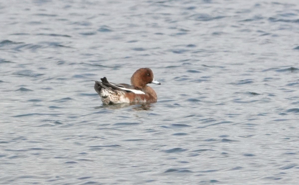 Eurasian Wigeon - ML624037787