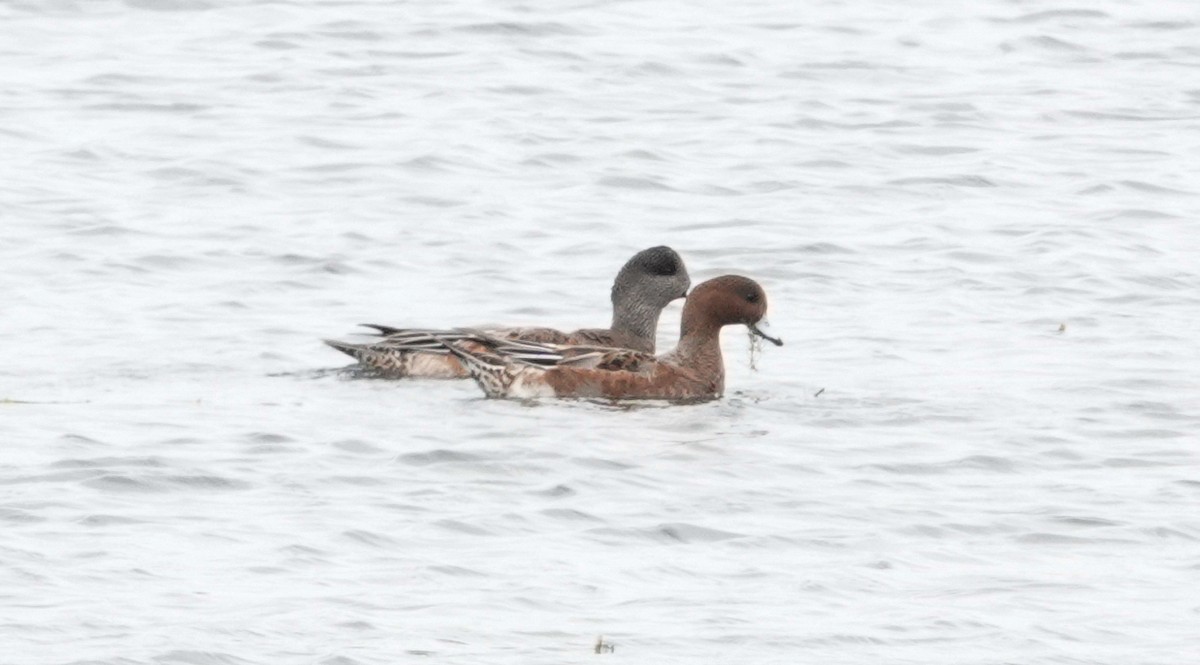 Eurasian Wigeon - ML624037788