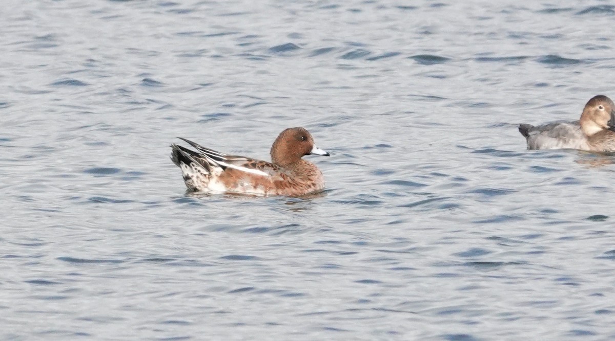 Eurasian Wigeon - ML624037789