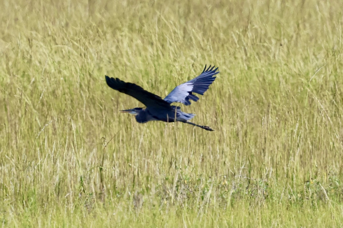 Great Blue Heron - ML624037792