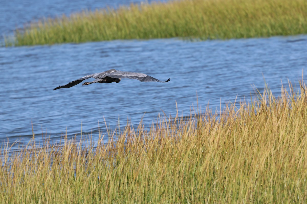 Great Blue Heron - Craig Watson