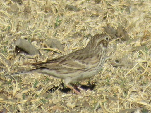 Vesper Sparrow - ML624037825