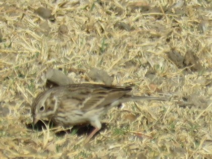 Vesper Sparrow - ML624037826