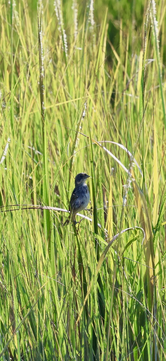 Seaside Sparrow - ML624037846