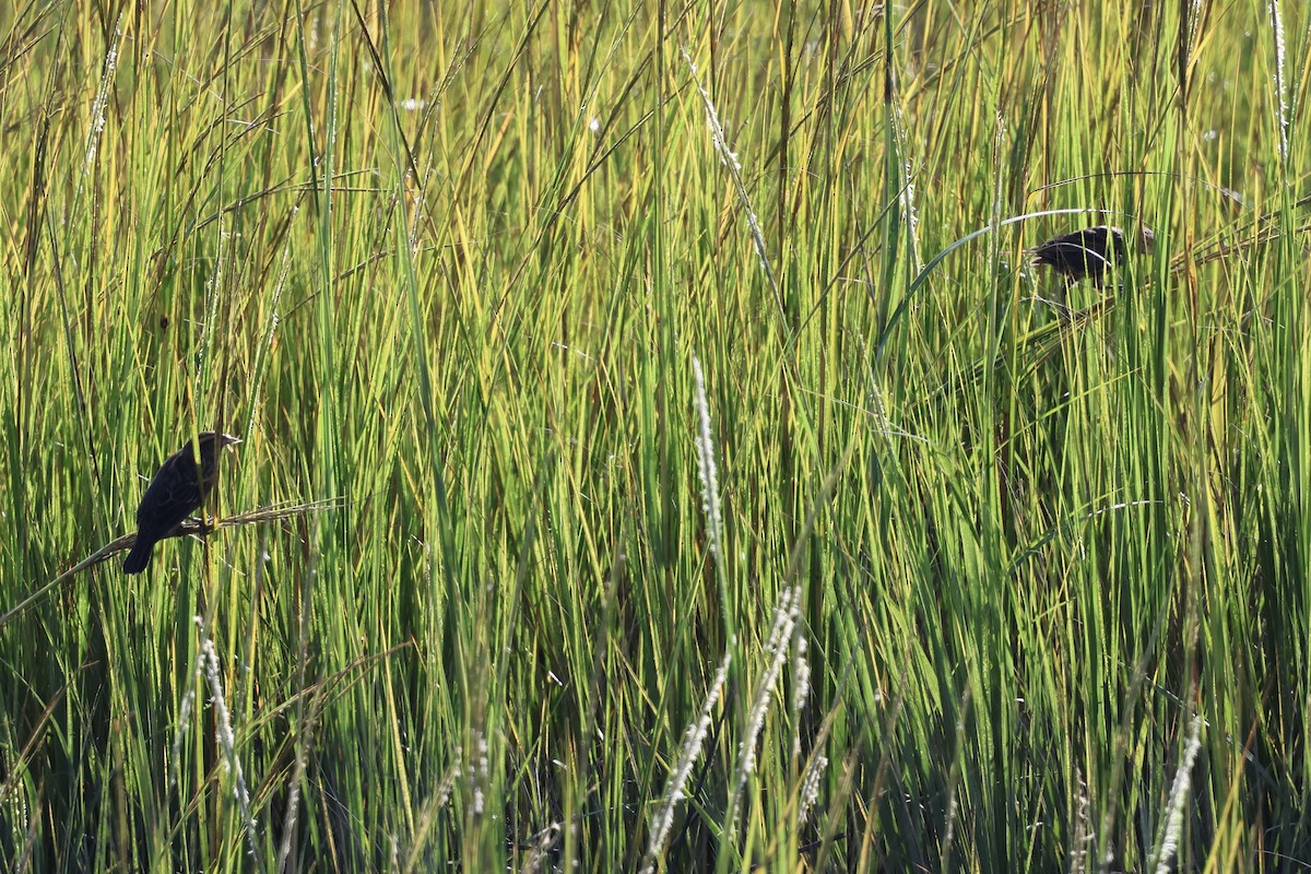 Red-winged Blackbird - ML624037850