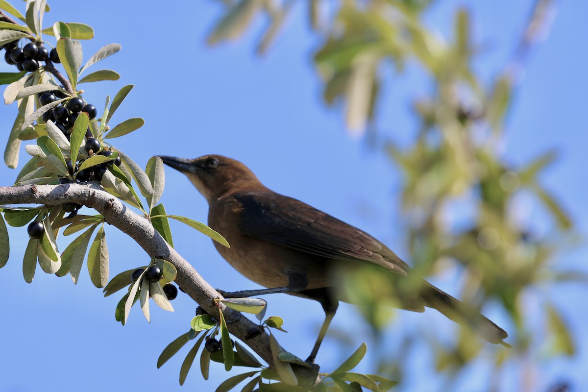 Boat-tailed Grackle - ML624037873