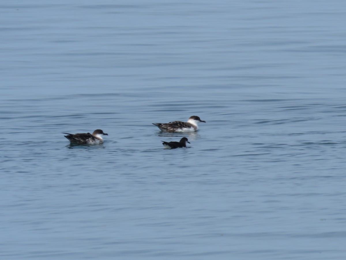 Manx Shearwater - ML624037884