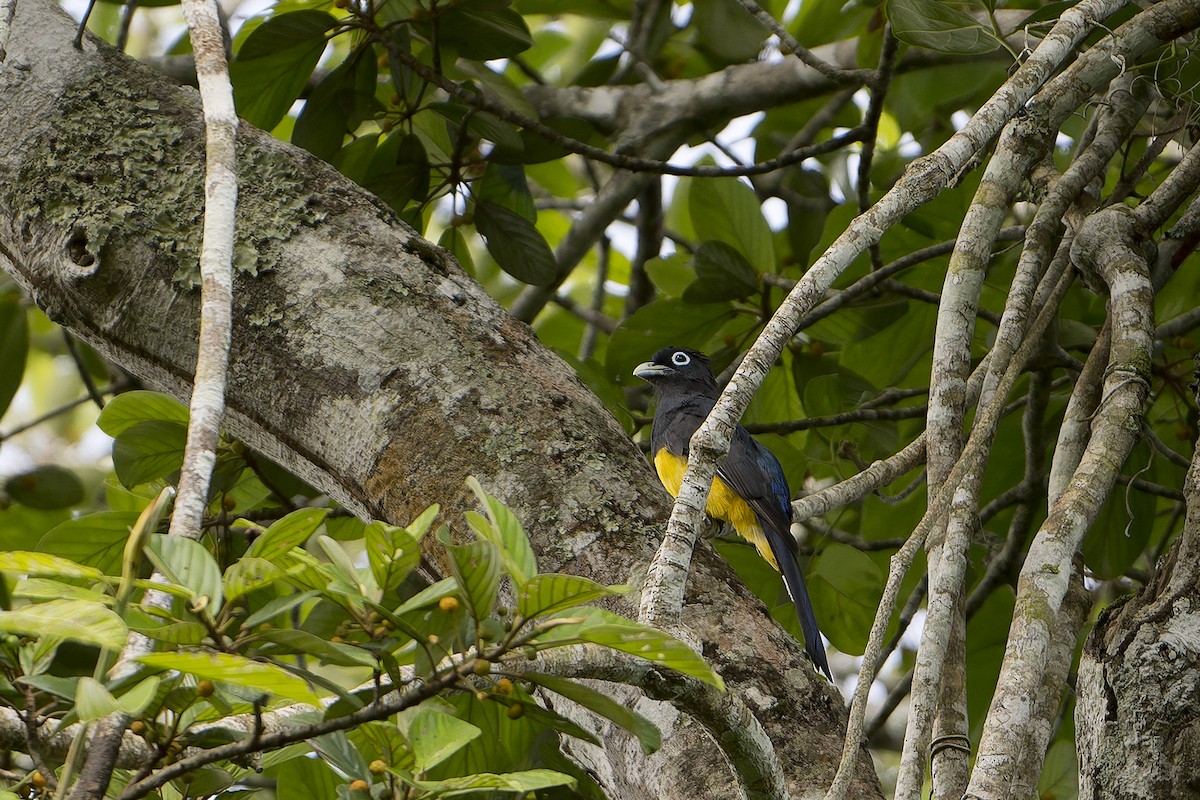 Kara Başlı Trogon - ML624037897