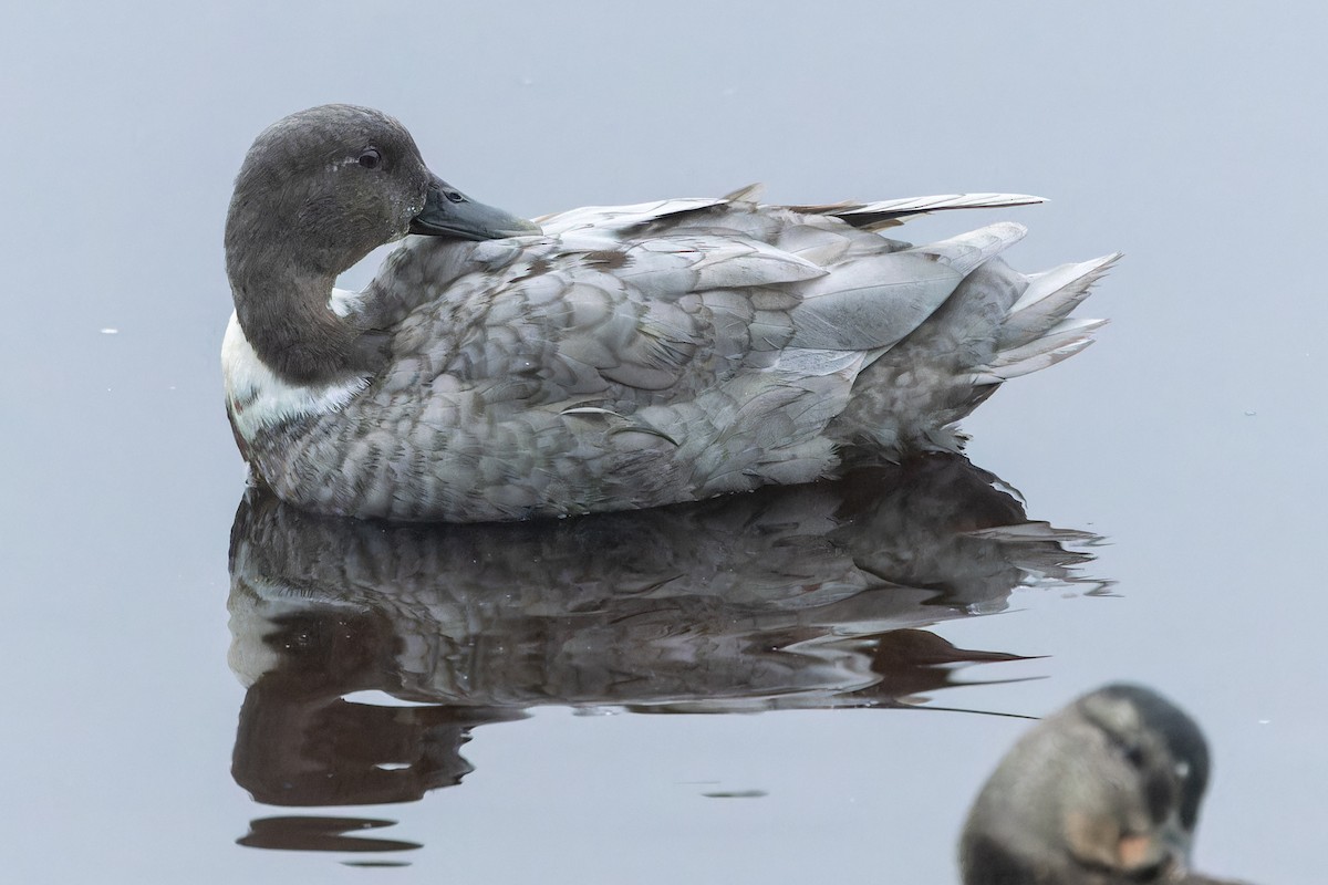 Mallard (Domestic type) - ML624037901