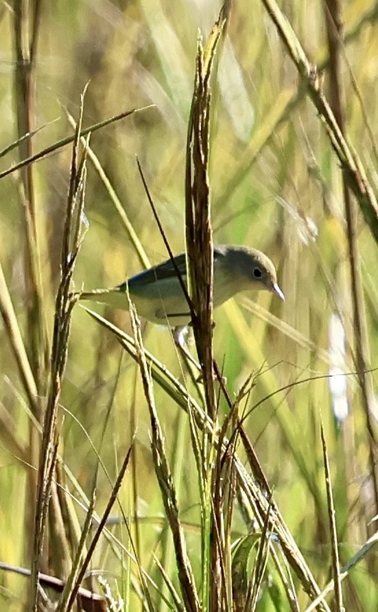 Common Yellowthroat - ML624037902