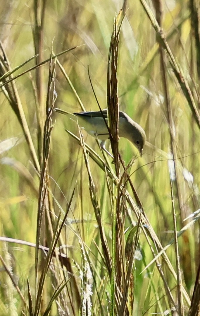 Common Yellowthroat - ML624037903