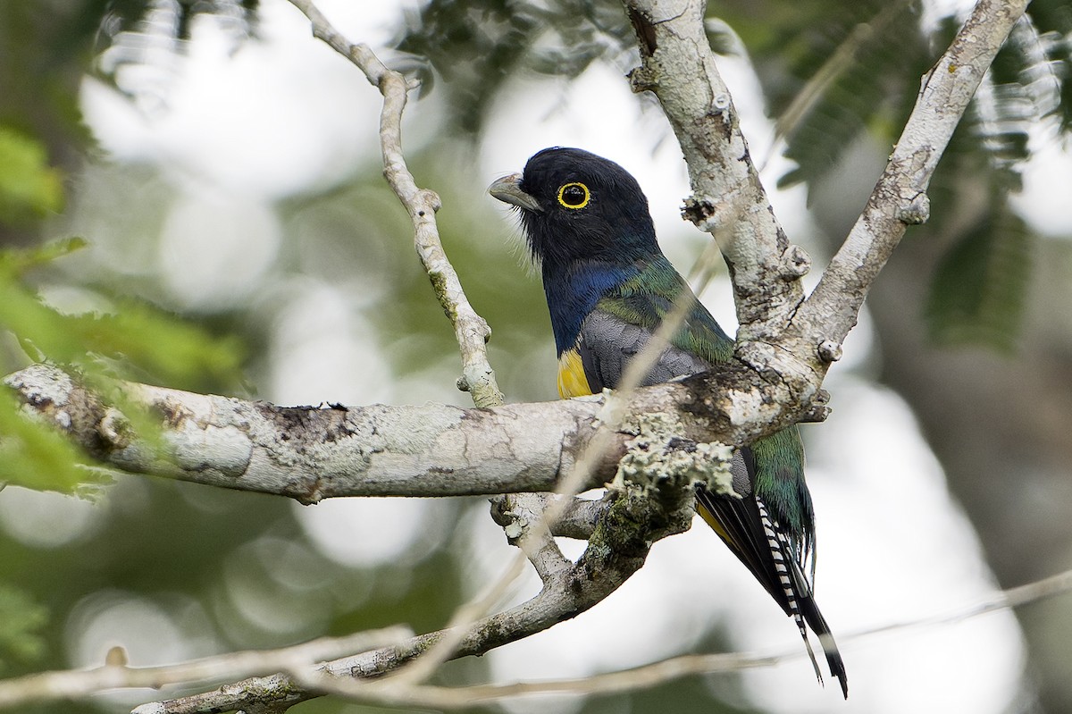 Gartered Trogon - ML624037907