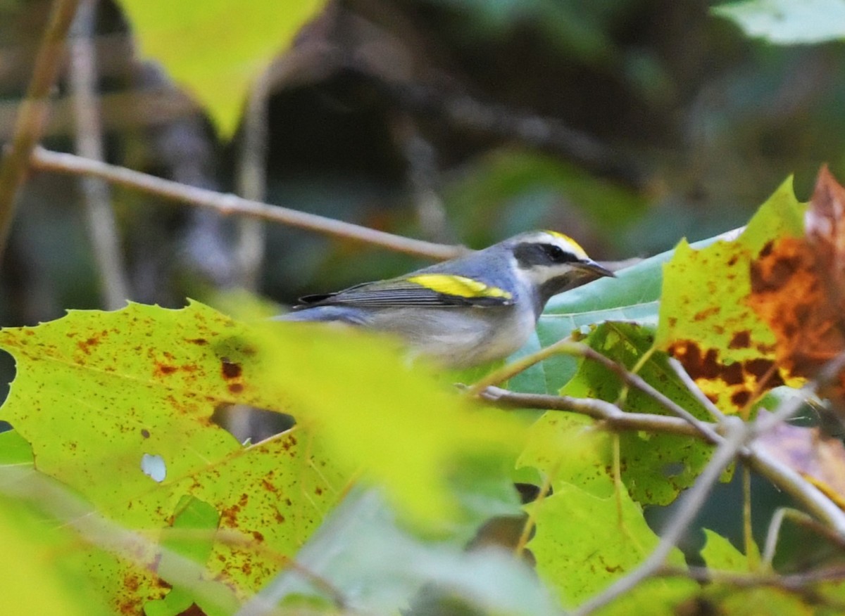 Goldflügel-Waldsänger - ML624037917