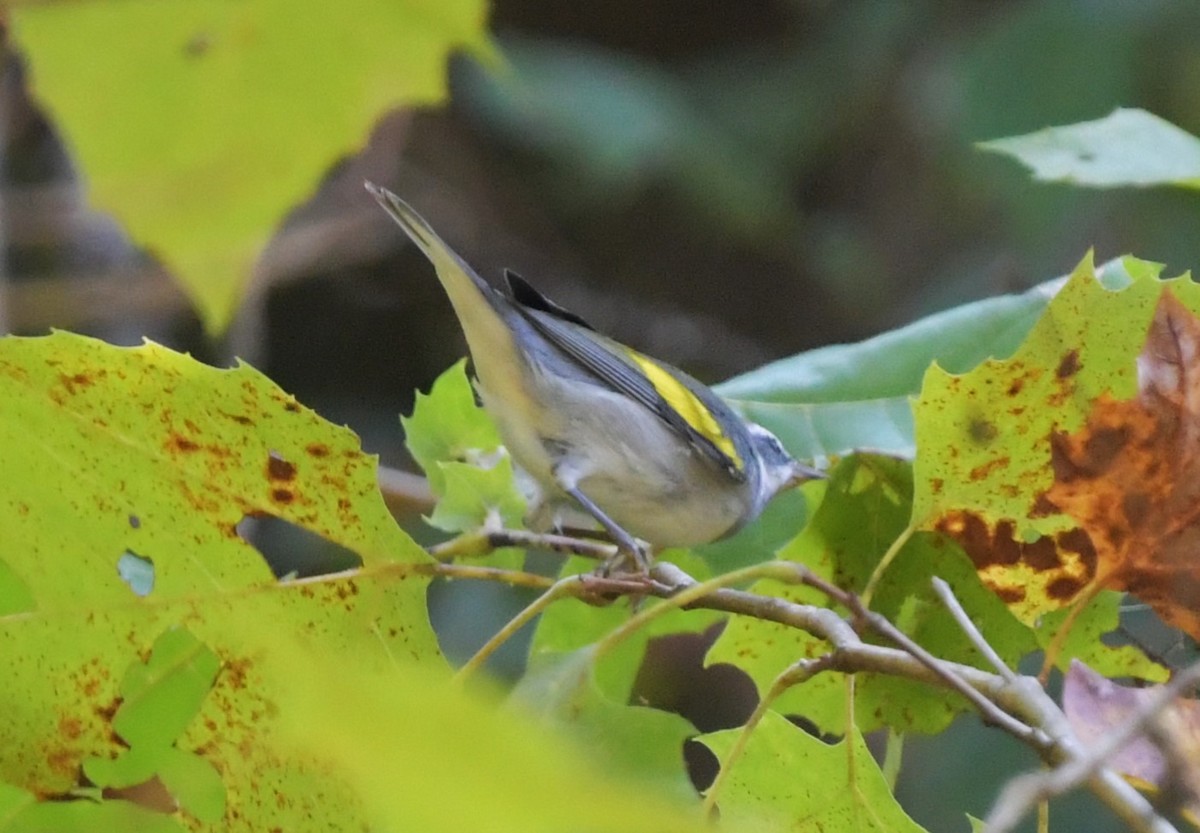 Goldflügel-Waldsänger - ML624037918