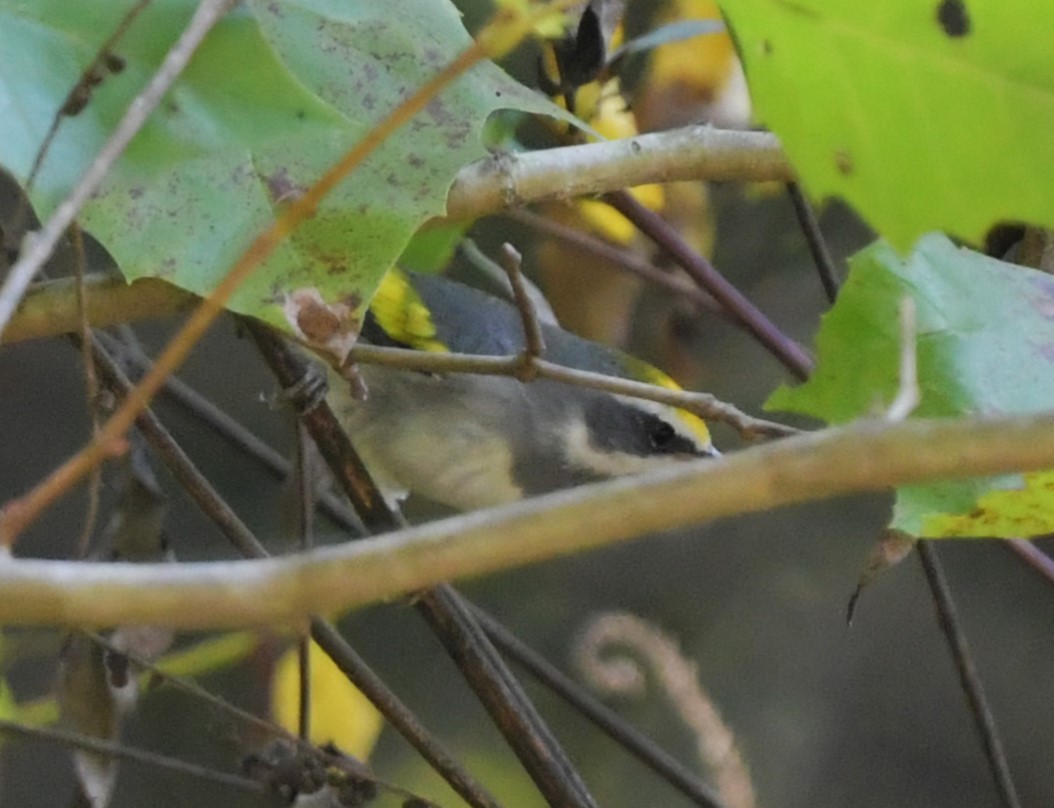 Goldflügel-Waldsänger - ML624037921