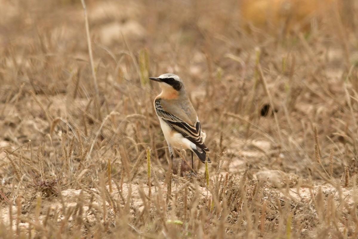 Northern Wheatear - ML624037922