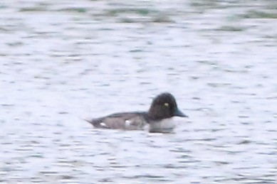 Common Goldeneye - ML624037927