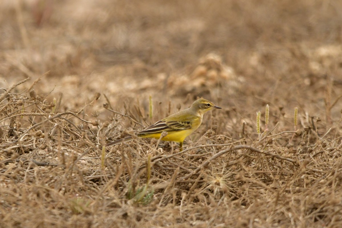 Western Yellow Wagtail - ML624037937