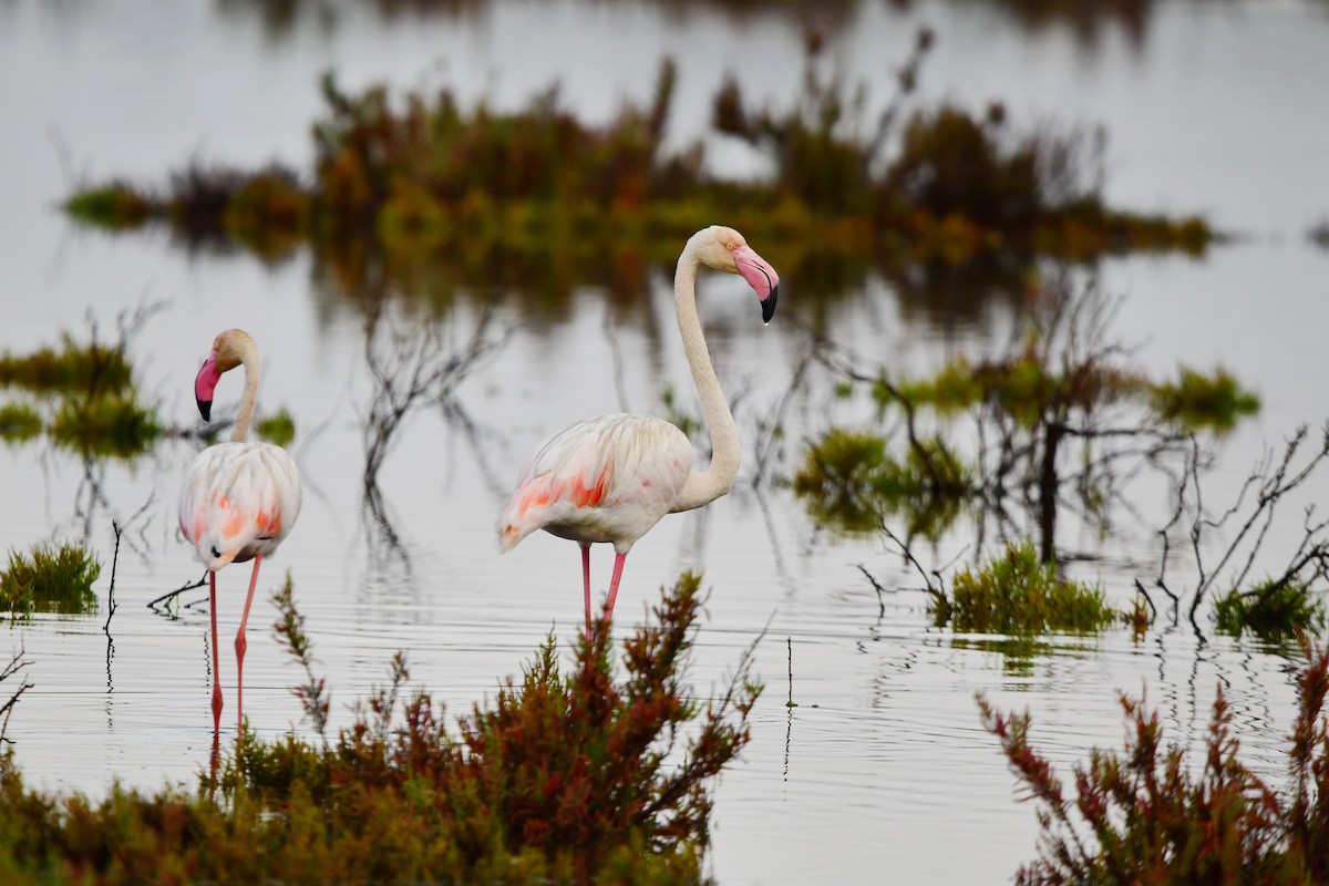 Greater Flamingo - ML624037970