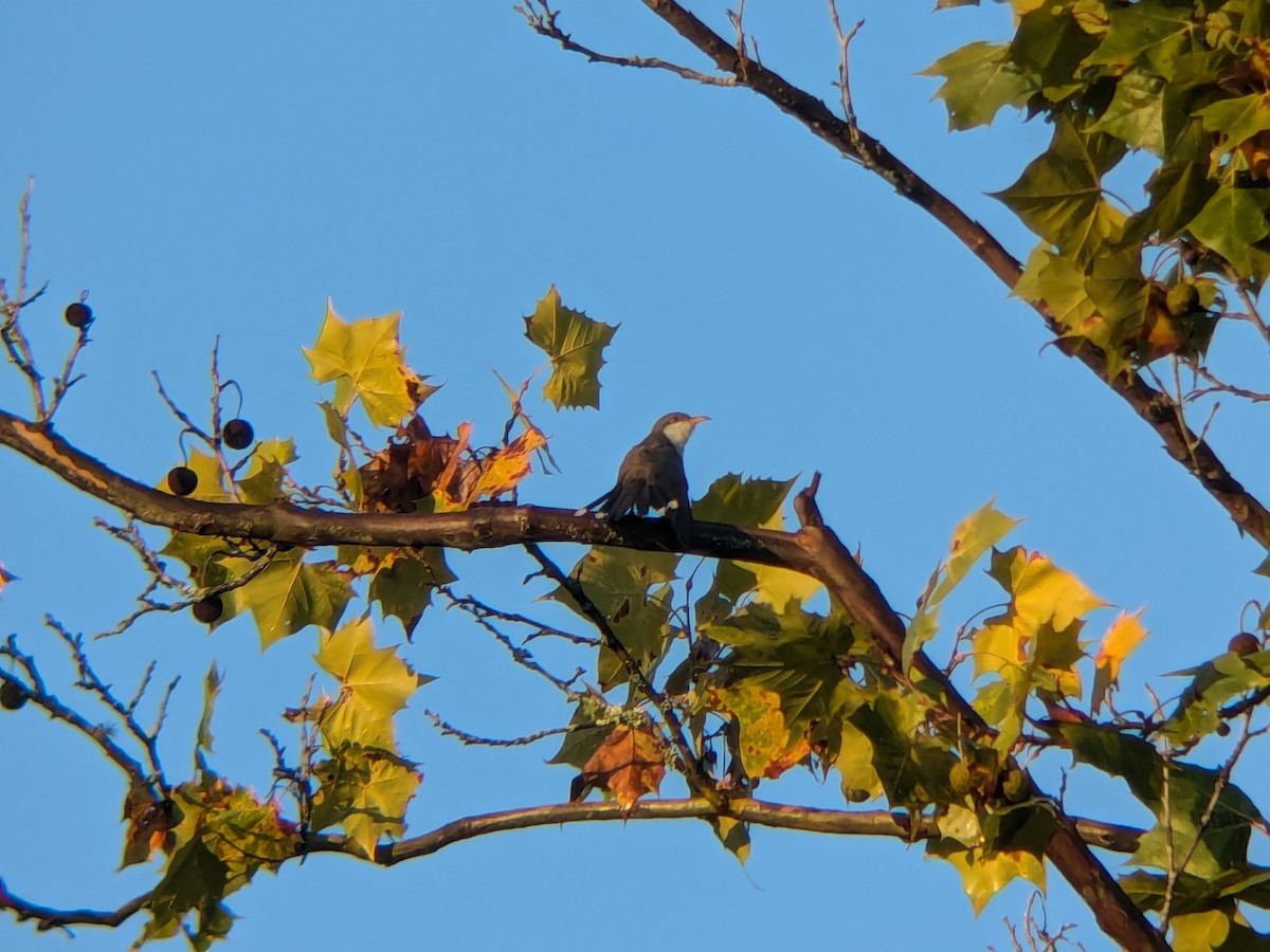 Yellow-billed Cuckoo - ML624037978