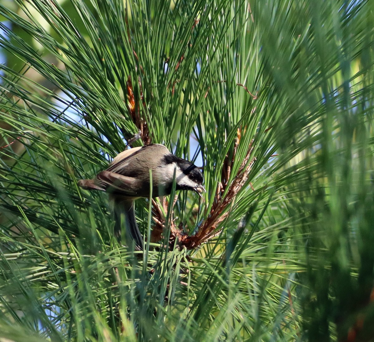 Carolina Chickadee - ML624037982