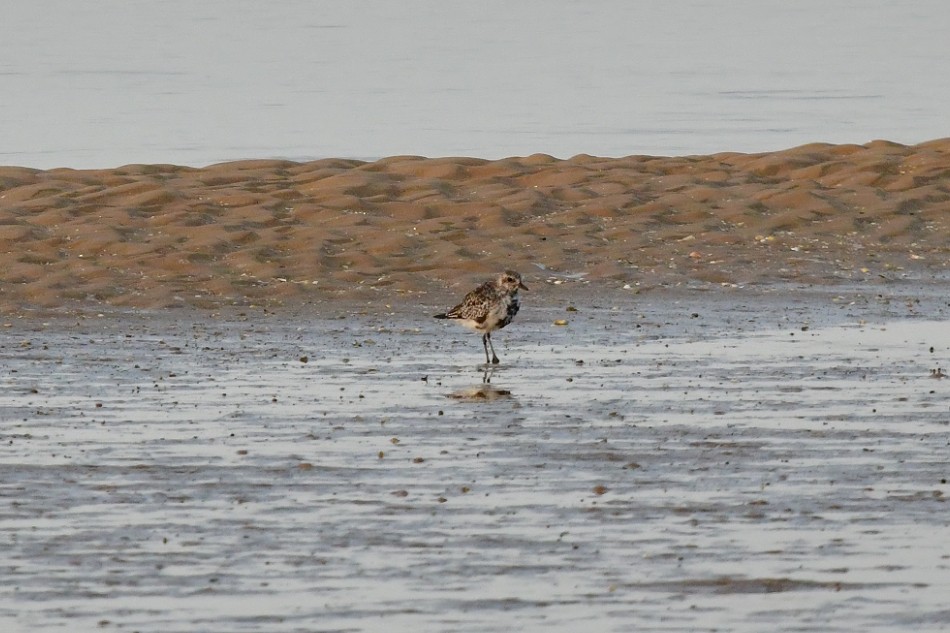 Black-bellied Plover - ML624037983