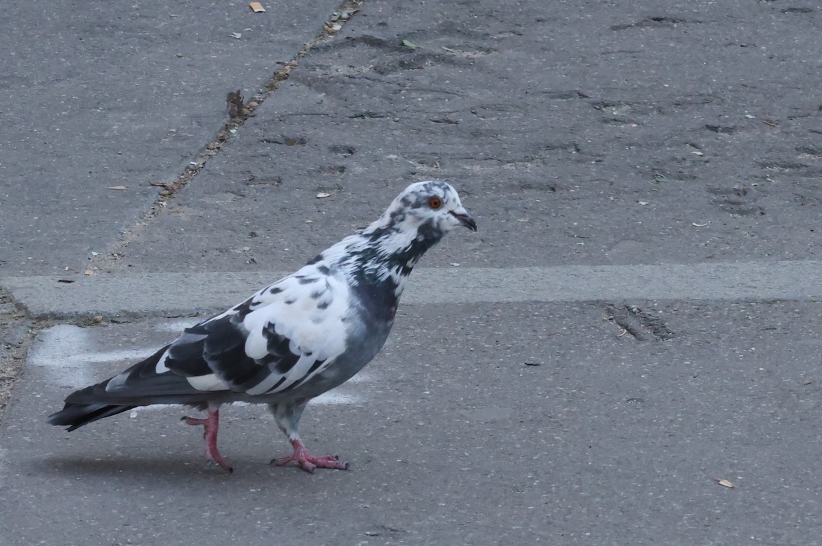 Rock Pigeon (Feral Pigeon) - ML624037984