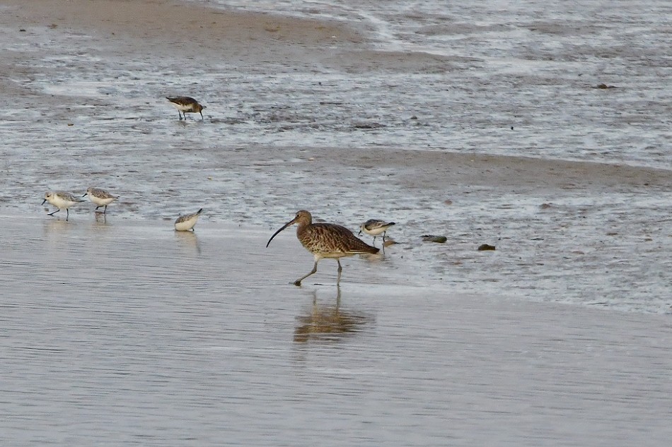 Eurasian Curlew - ML624037994