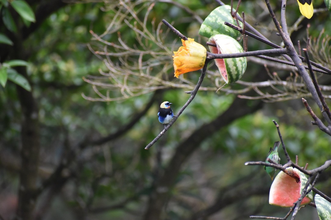 Golden-hooded Tanager - ML624038002