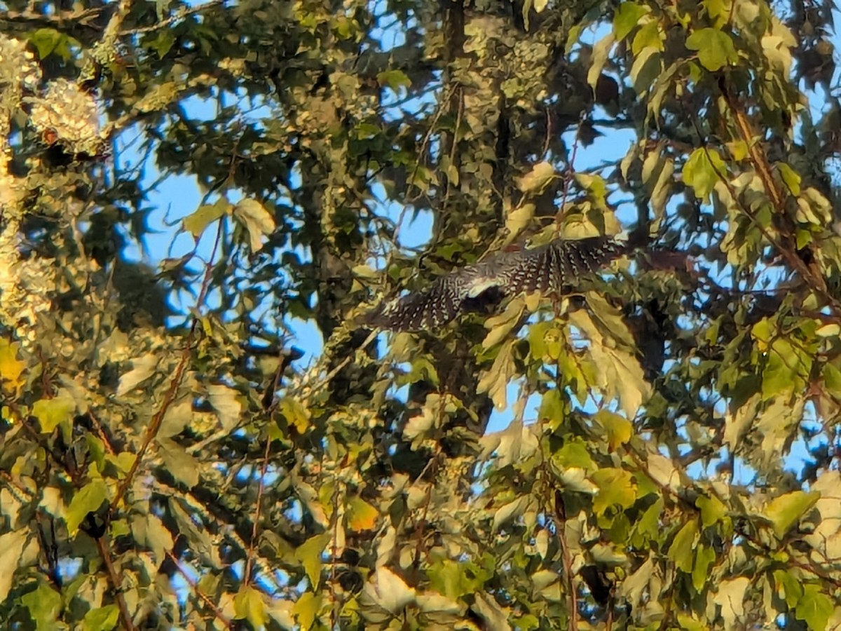 Red-bellied Woodpecker - ML624038009