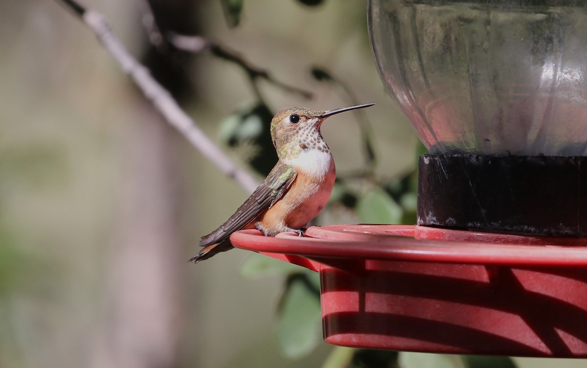 Rufous Hummingbird - ML624038017