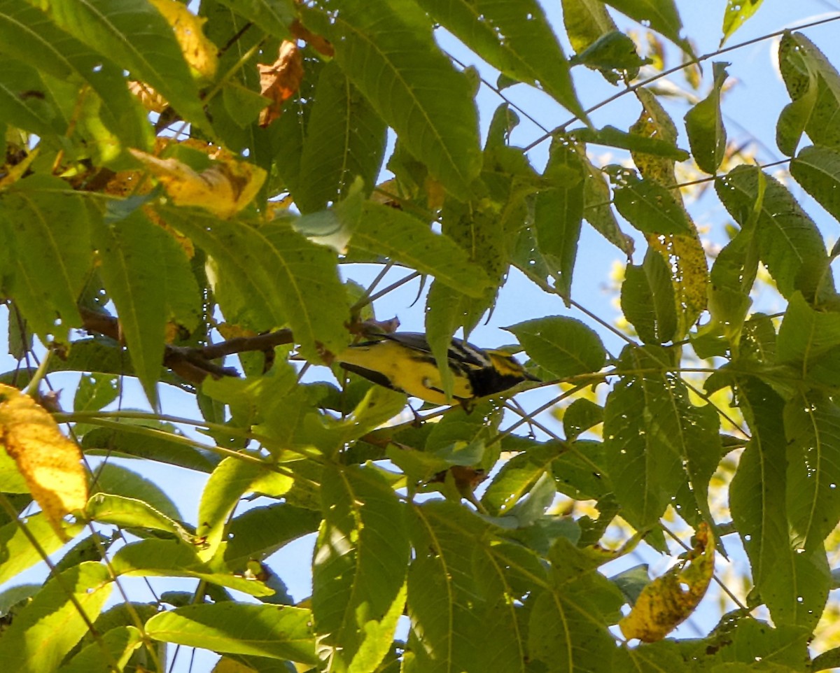 Black-throated Green Warbler - ML624038023