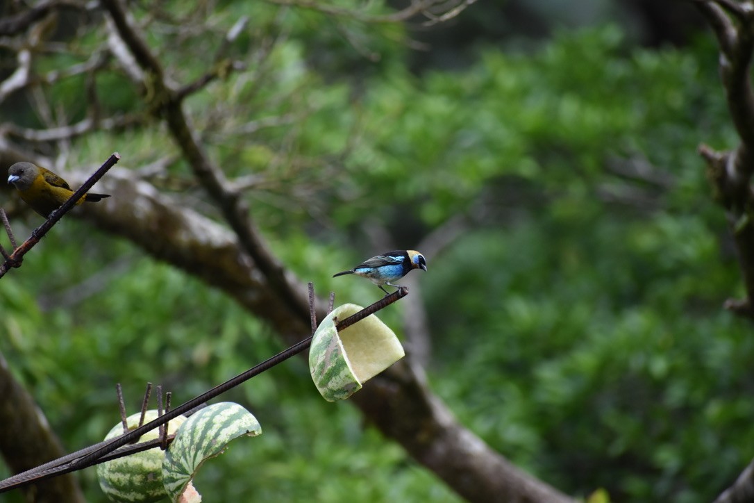 Golden-hooded Tanager - ML624038028