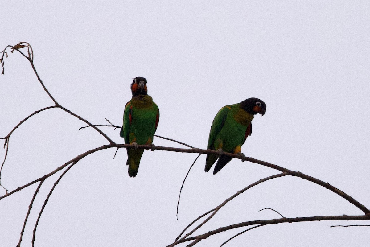 Orange-cheeked Parrot - ML624038030