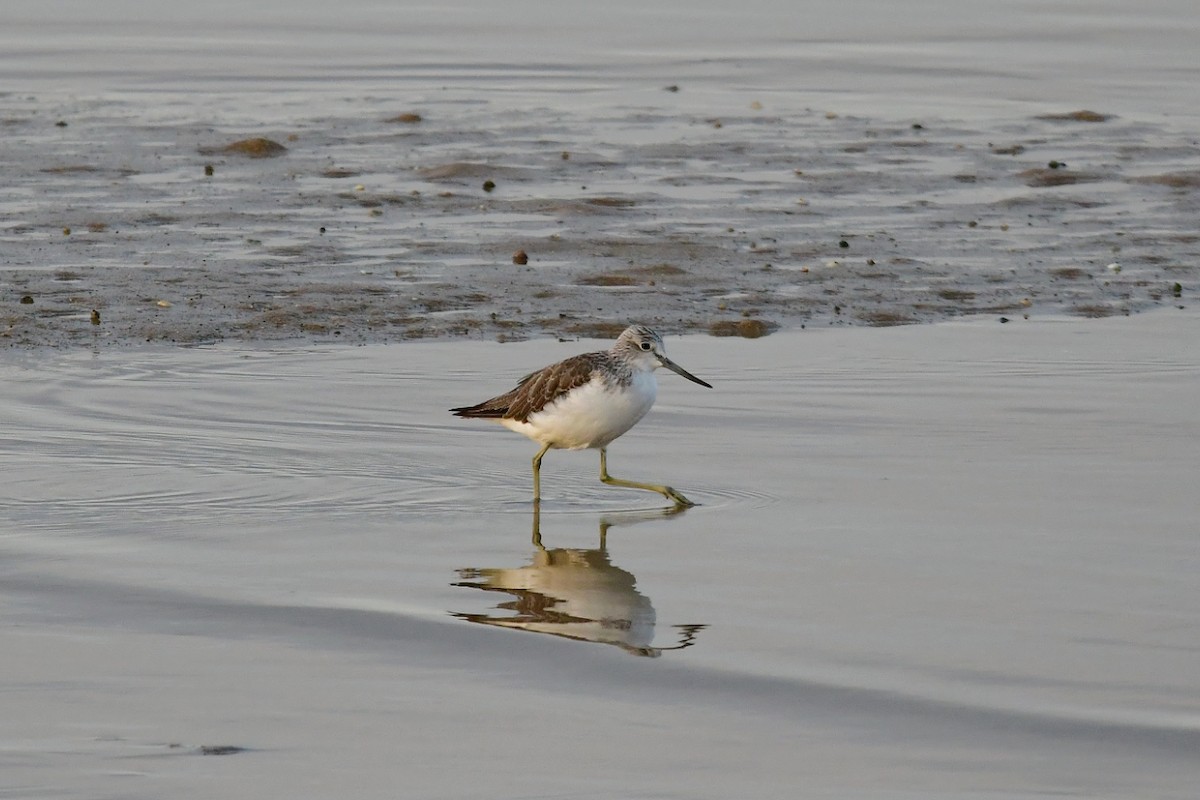 Common Greenshank - ML624038045