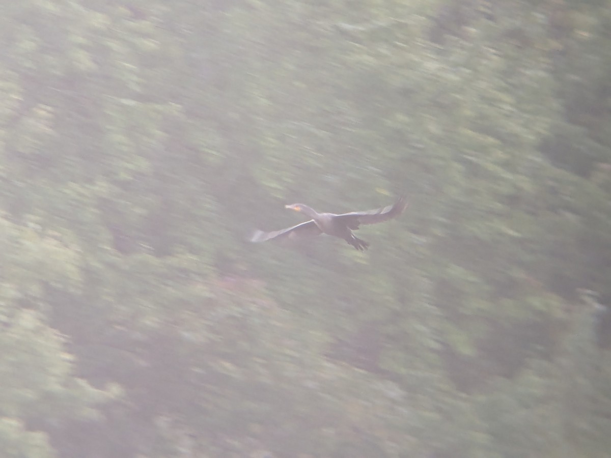 Double-crested Cormorant - ML624038067