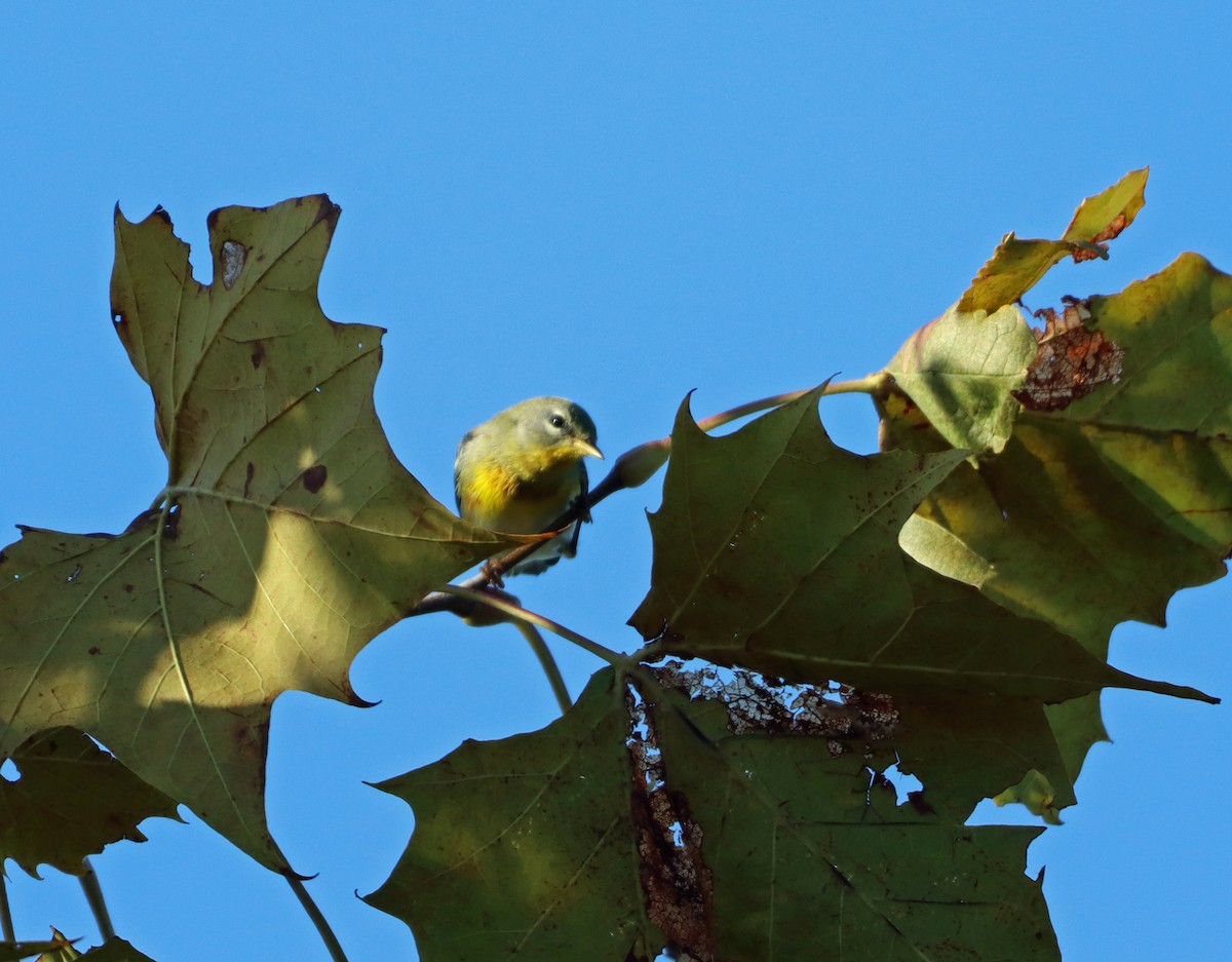 Northern Parula - ML624038072