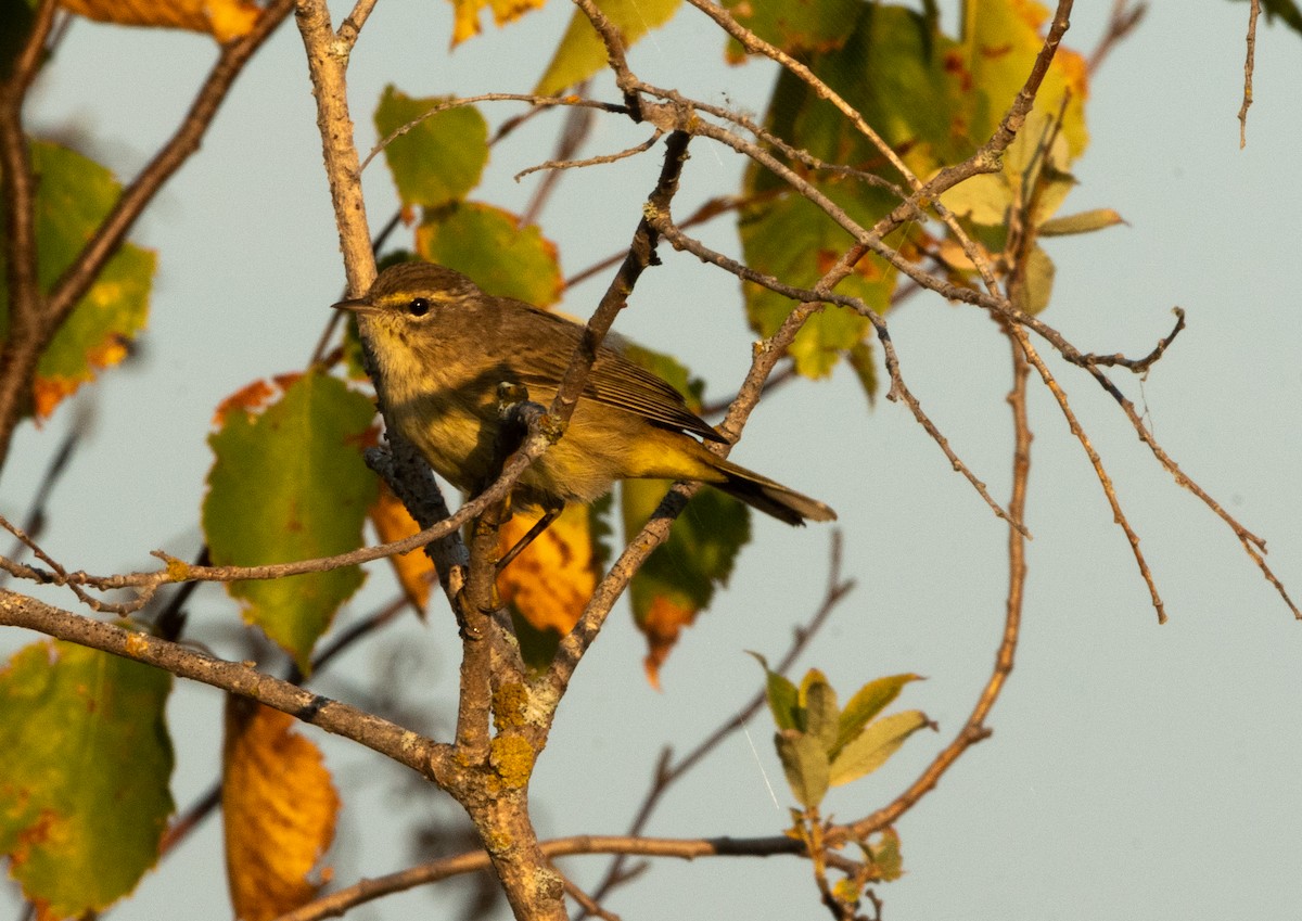 Palm Warbler - ML624038076