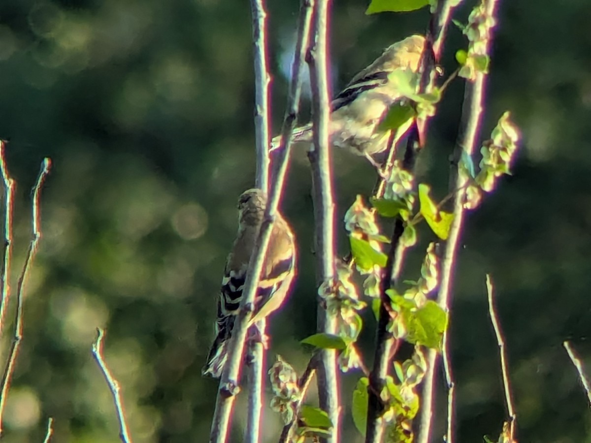 American Goldfinch - ML624038086