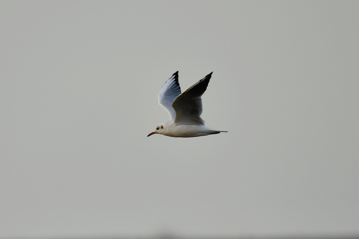 Black-headed Gull - ML624038088