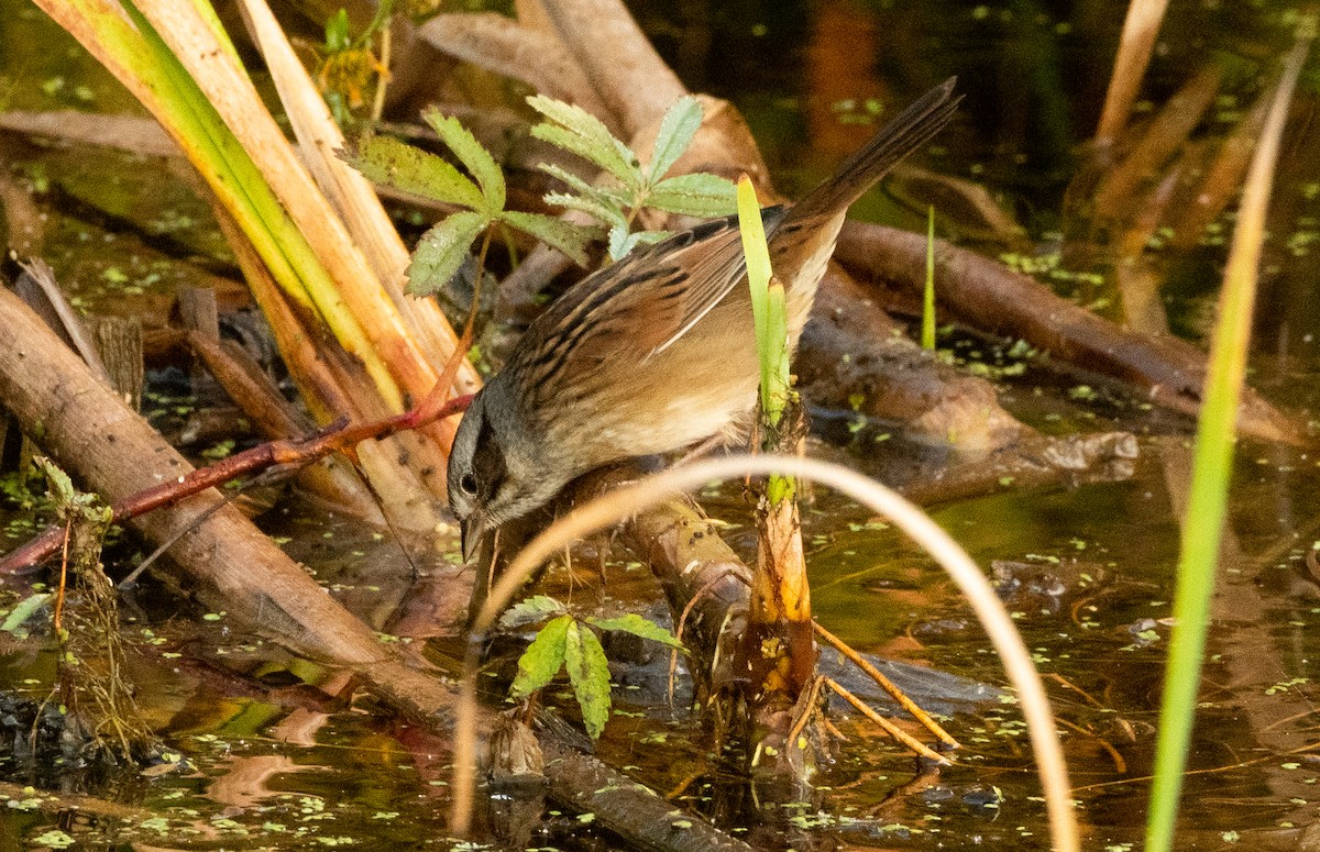 Swamp Sparrow - ML624038091