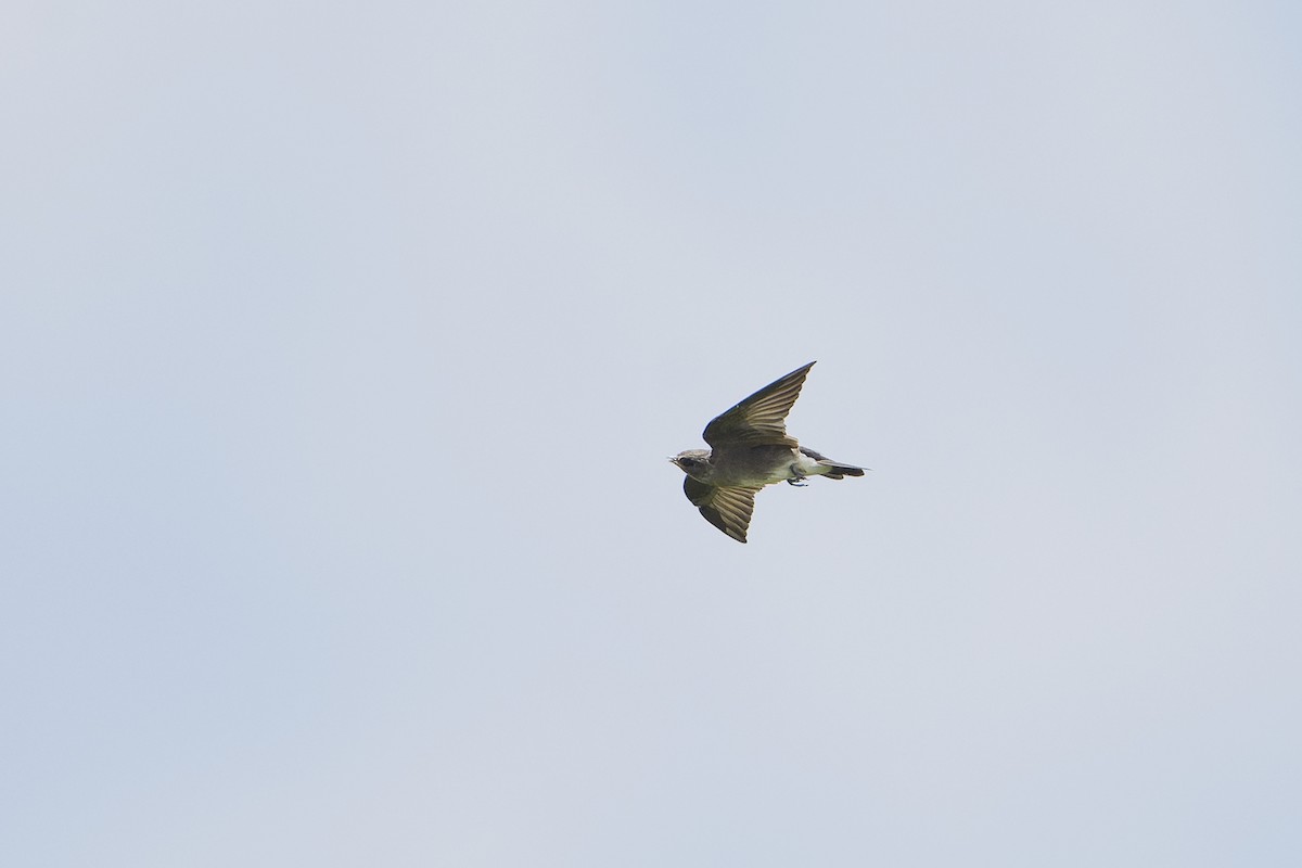 Northern Rough-winged Swallow - ML624038096