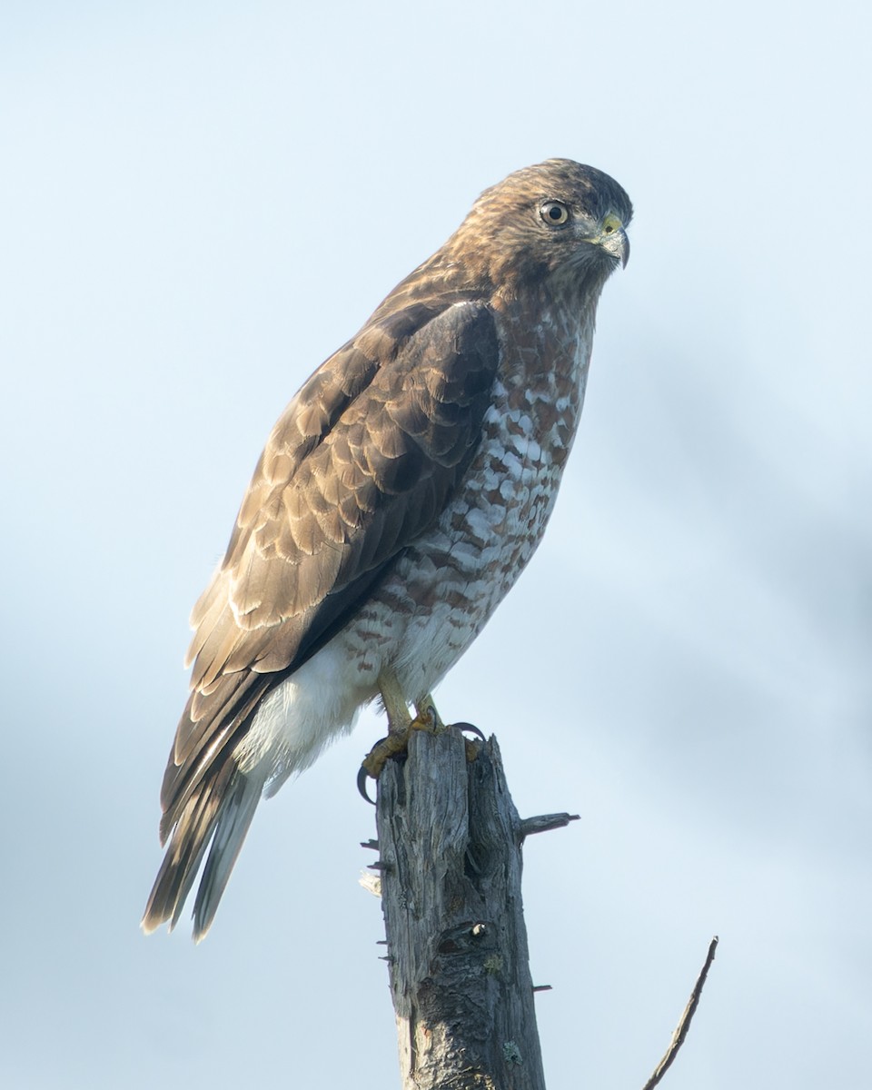 Broad-winged Hawk - ML624038100