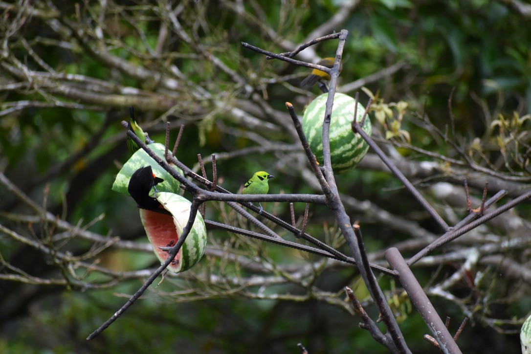 Emerald Tanager - Alex Freeman