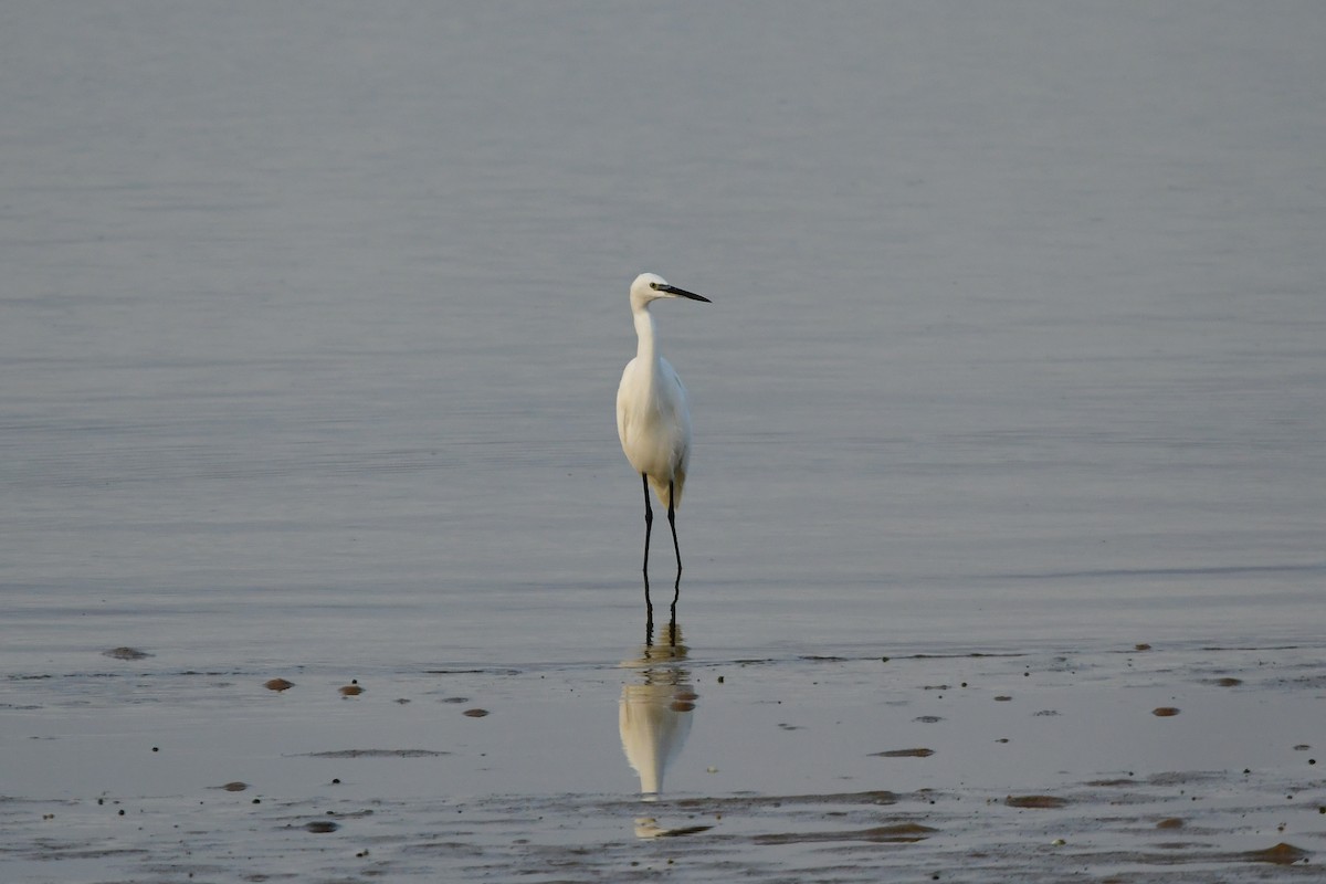 Little Egret - ML624038107