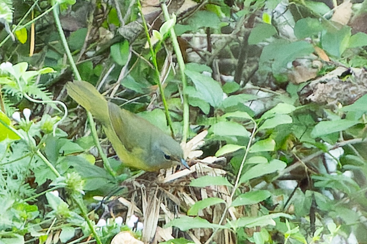 Mourning Warbler - Melinda Wheeler