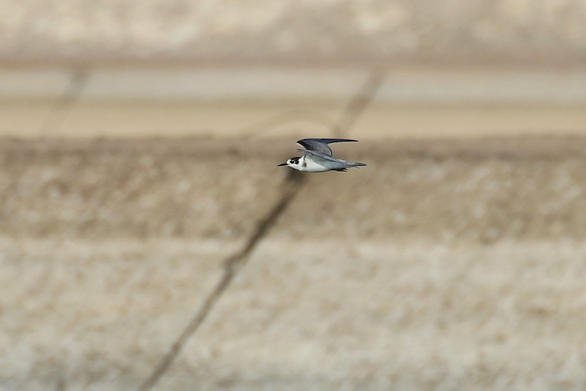 Black Tern - ML624038127