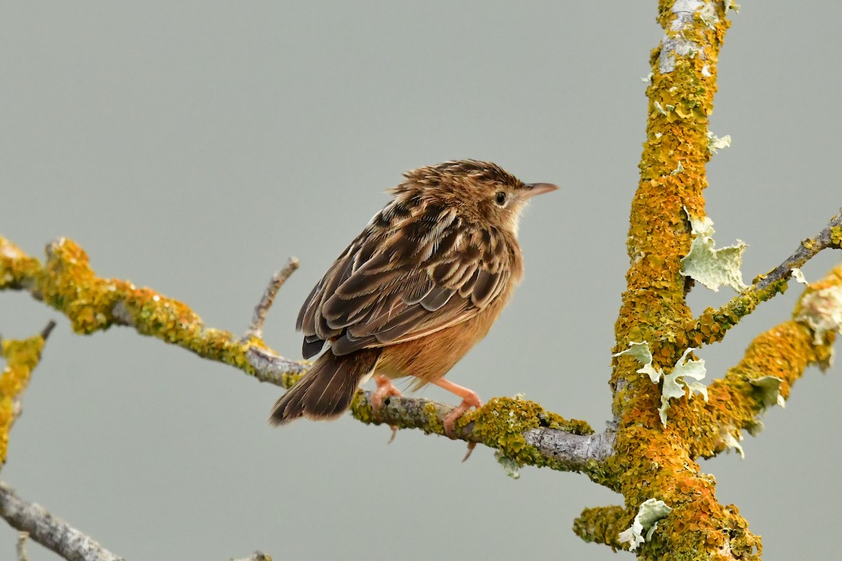 Zitting Cisticola - ML624038130