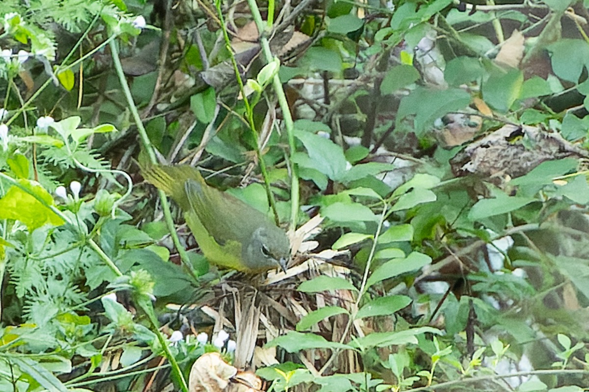 Mourning Warbler - ML624038138