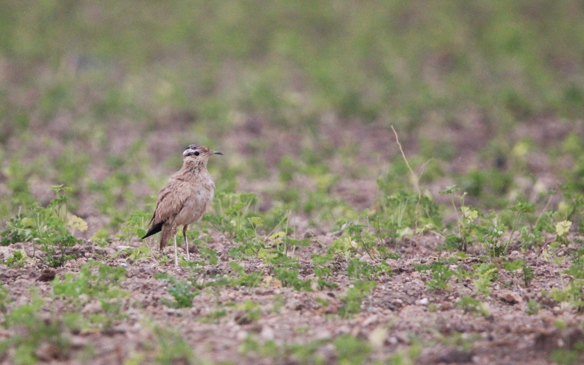 Cream-colored Courser - ML624038155